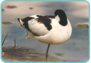 Roosting Avocet Roosting Avocet
