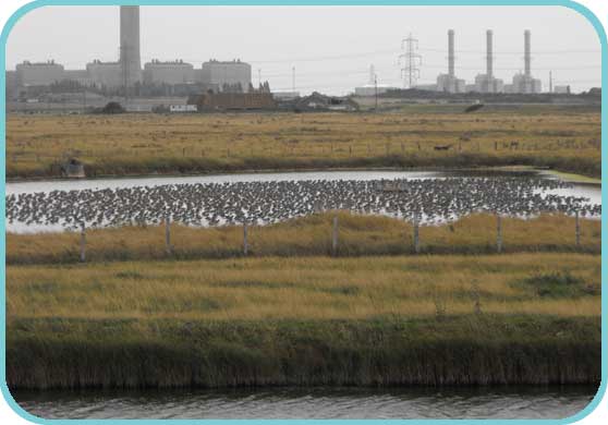Black-tailed Godwit at roost thumb