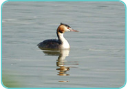 Great Crested Grebe Great Crested Grebe