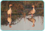 A pair of greylag geese A pair of greylag geese