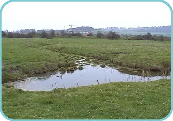Halling freshmarsh thumb