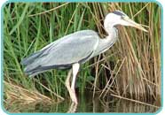 Grey Heron Grey Heron