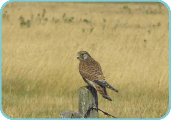 Kestrel thumb