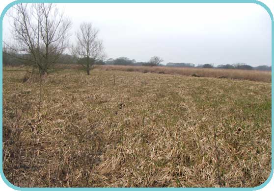 Lush Reedbed thumb