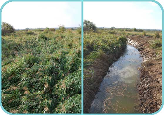 Ditch clearance; before and after thumb