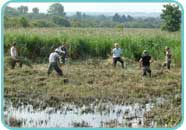 Collecting reeds for floating rafts Collecting reeds for floating rafts
