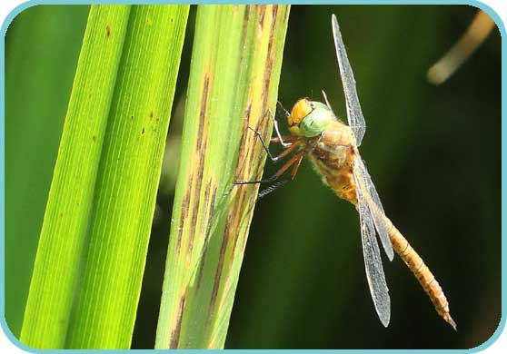 Norfolk Hawker Dragonfly (Aeshna isosceles) thumb