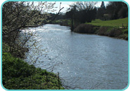 River Bank Habitat