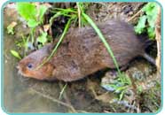 Water Vole Water Vole