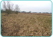 Reedbeds at our Westbere Reserve Reedbeds at our Westbere Reserve