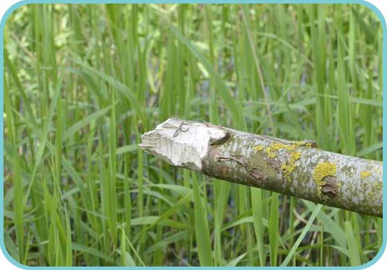 A tree felled by Beaver thumb