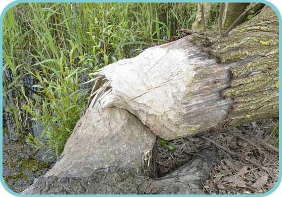 More evidence of the busy Beaver thumb