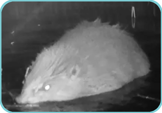 Westbere Infared Beaver thumb