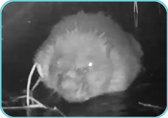 Westbere Infared Beaver thumb