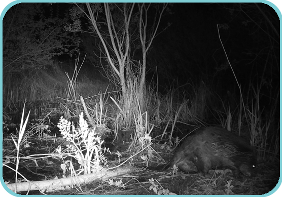 Westbere Infared Beaver thumb
