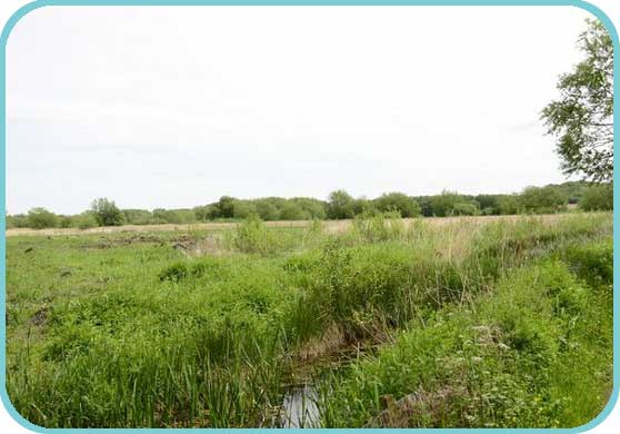 All important willow management thumb
