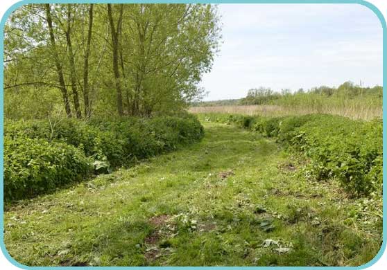 Another path for the public thumb