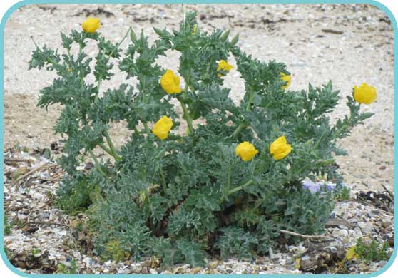Yellow Horned Poppy thumb